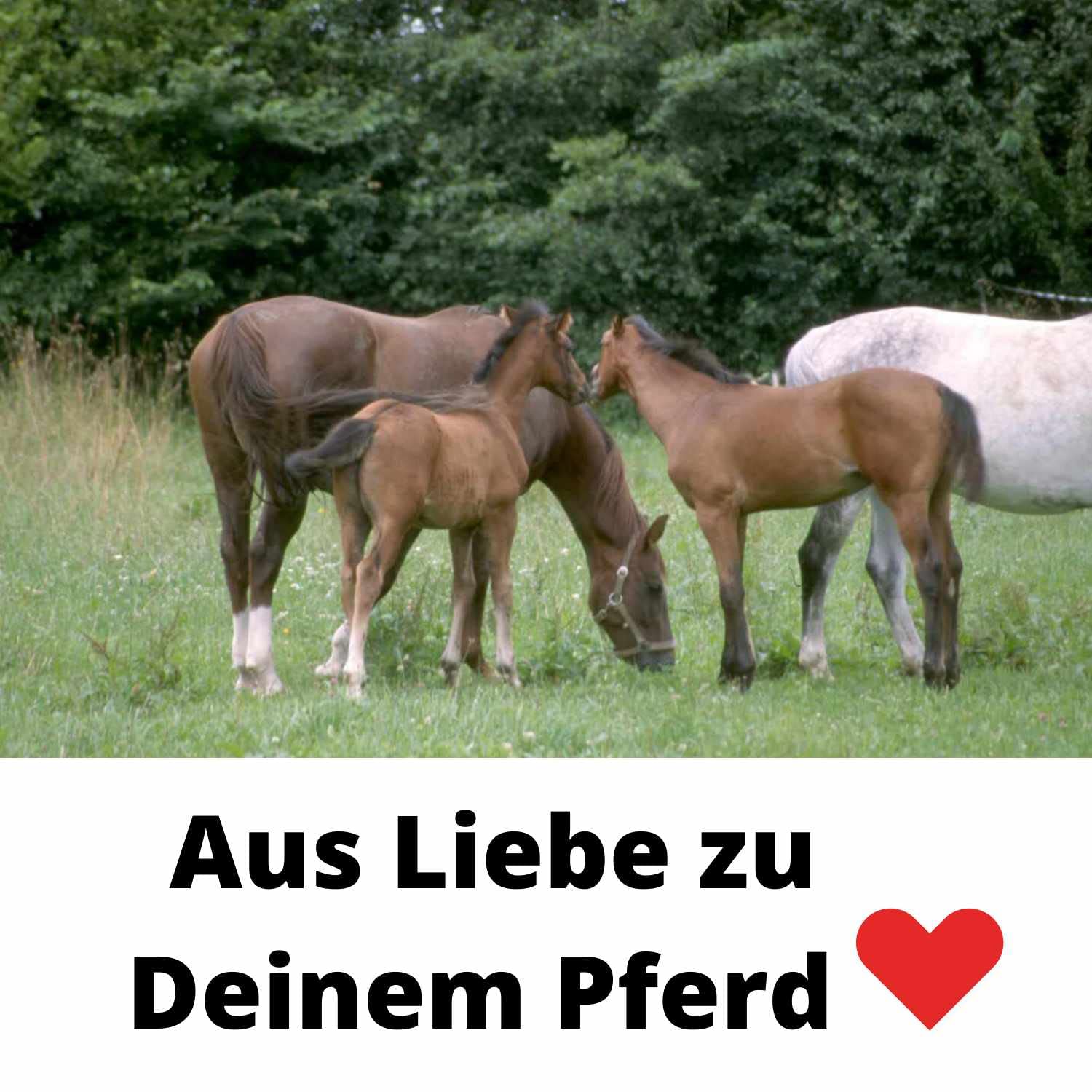AMKA Sattelhalter abnehmbar mit 2 Armen, mobiler Sattelhalter