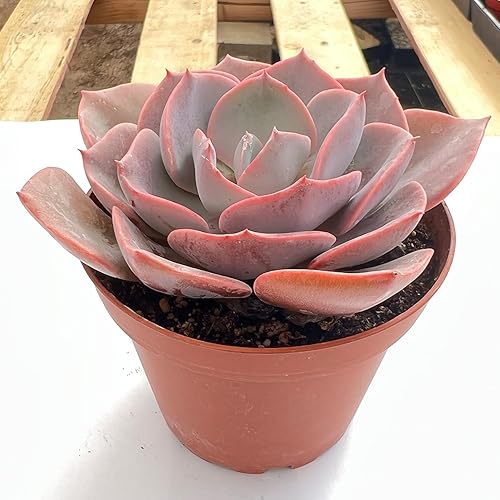 Miniatura 2 de Sprout N Green Live Echeveria 'Dusty Rose', paquete de 1 mini planta suculenta rara totalmente enraizada en maceta de 4 pulgadas, planta de casa