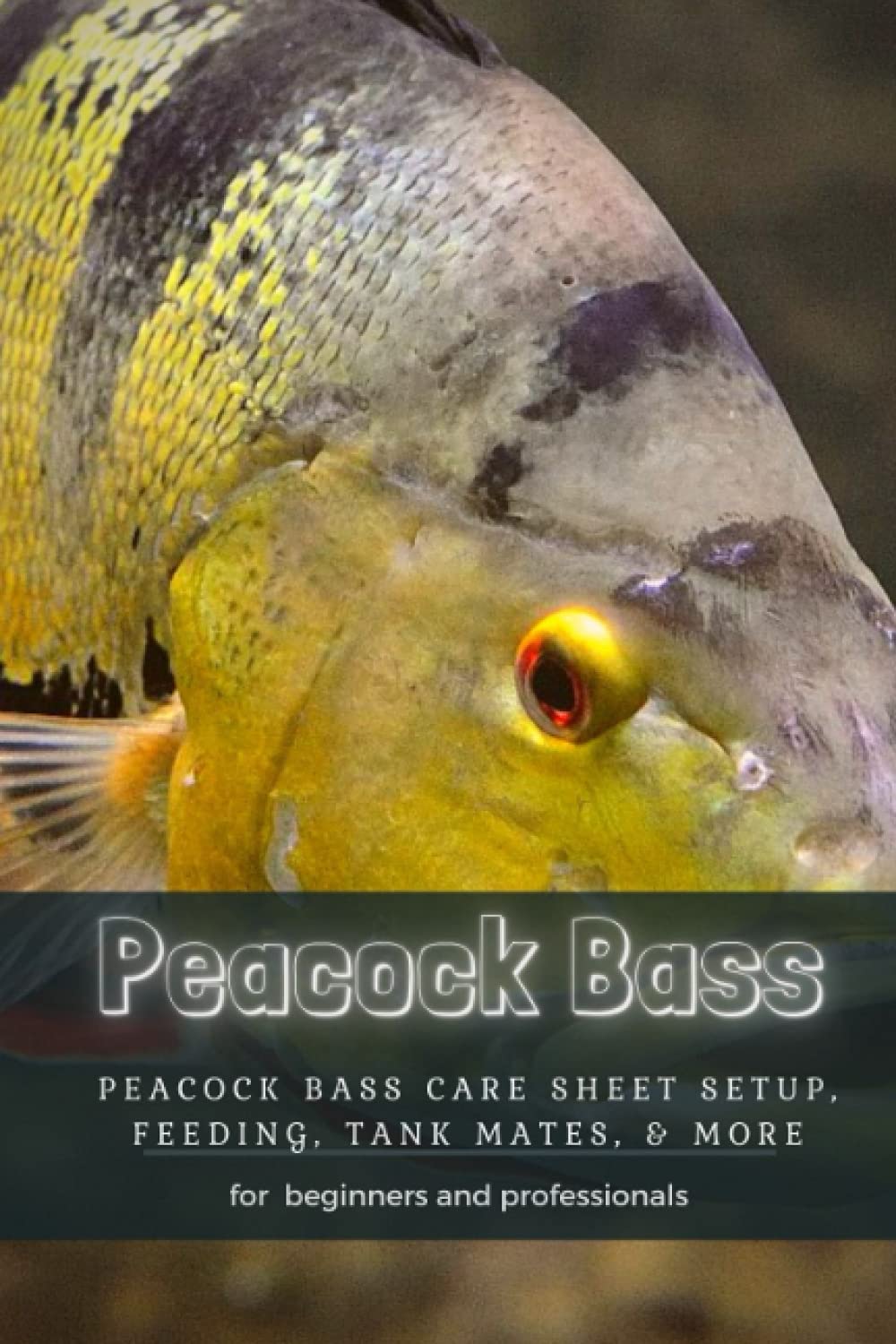Buy Peacock Bass Peacock Bass Care Sheet Setup, Feeding, Tank Mates