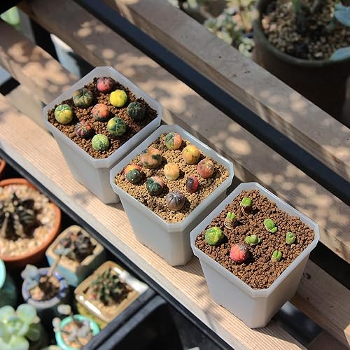 Miniatura 6 de BangQiao Paquete de 120 macetas pequeñas de plástico transparente de 2.70 pulgadas para vivero y semillero, maceta de trasplante de inicio de