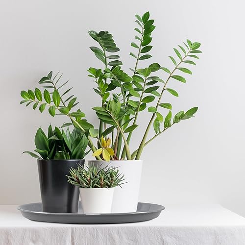 Miniatura 6 de Bandejas redondas de plástico para servir, bandejas redondas de comida rápida, 6 paquetes