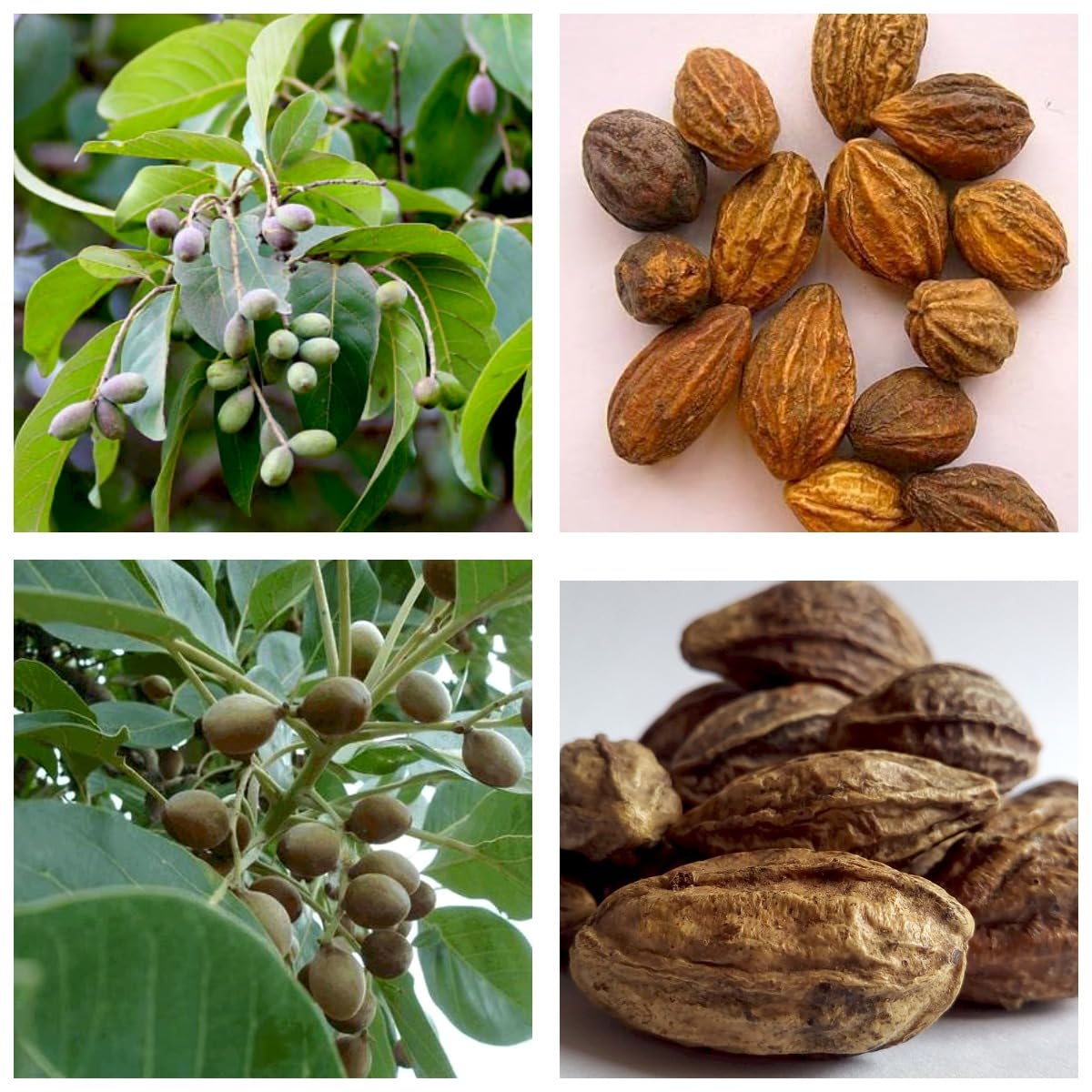 ONLINE PLANT BAZAR Haritaki Live Plant kadukkai podi Terminalia chebula Air Layered Plant Haritika,Haritaki,Myroblans,Terminalia Chebula, chebulic Myrobalan Kadukka Pack of 1 (B0CLKMMBQ7) Amazon Price History, Amazon Price Tracker