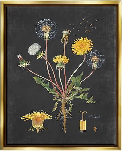 Stupell Industries Dibujo botánico de diente de león sobre diseño negro, diseño con letras y forrado, 16 x 20 pulgadas, dorado con marco flotante