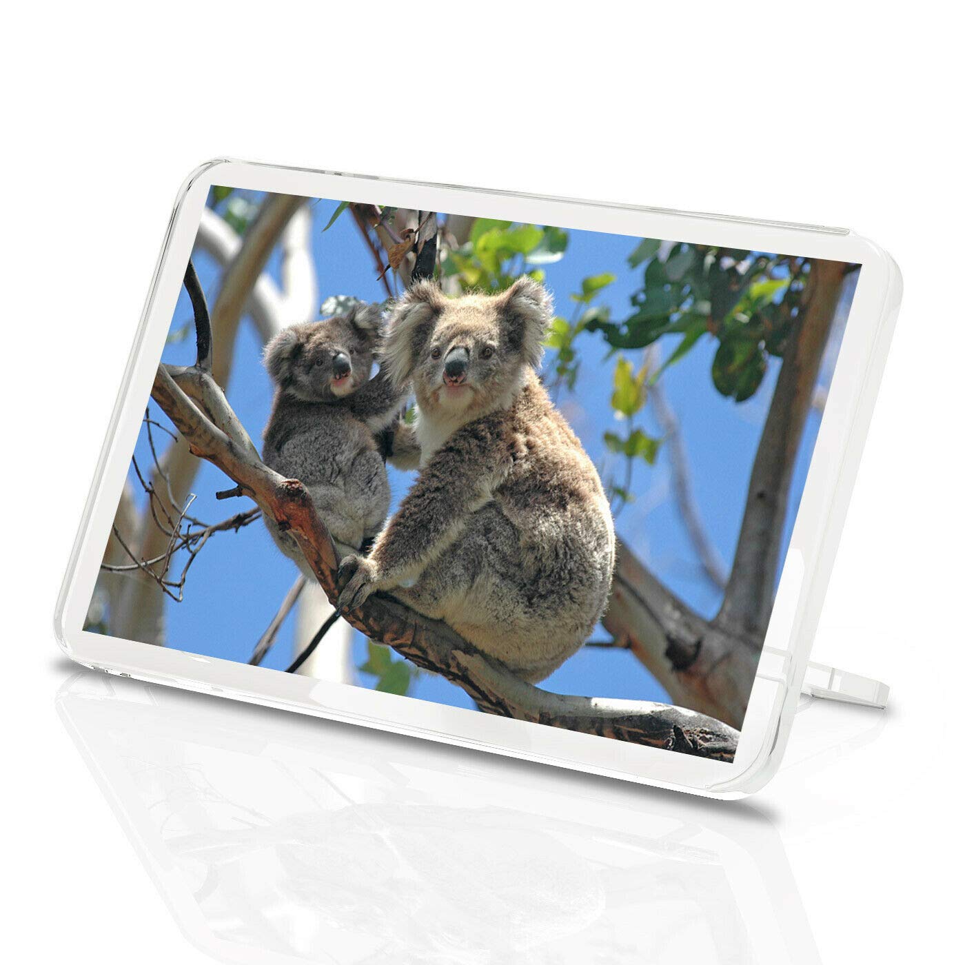 Destination Vinyl Magnets Multicolor Mother Baby Koala Bear Classic Fridge Magnet - Cute Animal Wildlife Gift #15832