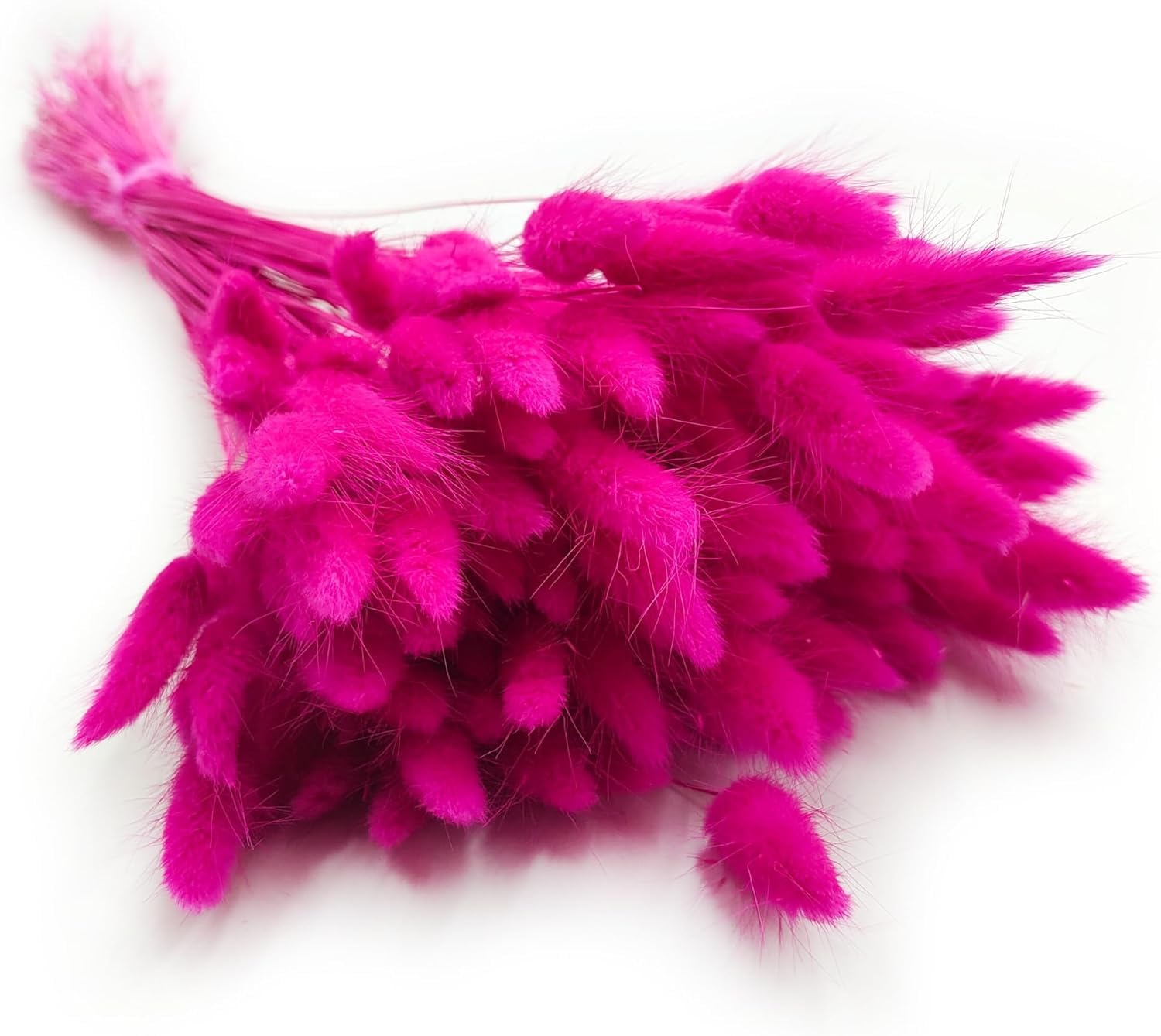Enchanted Herbe de Pampa Séchée, Lagurus Ovatus 120-150 Pcs 100g Fuchsia