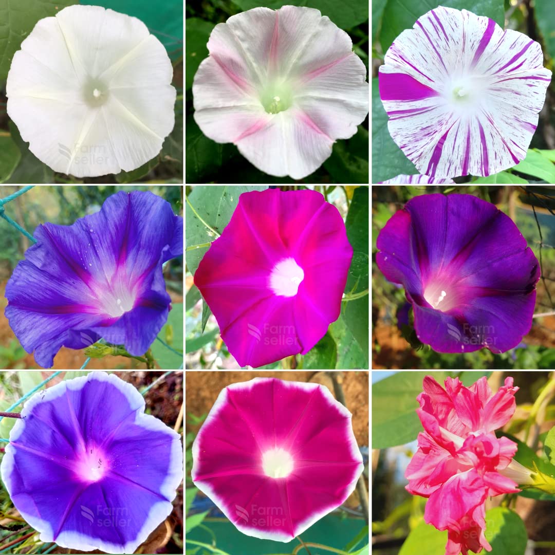 Zabbus Seeds Morning Glory Mixed Colour Flower Seeds Hybrid F1 Seeds All Season for Home Garden (100 Seeds) (B0BHLKC5QC) Amazon Price History, Amazon Price Tracker