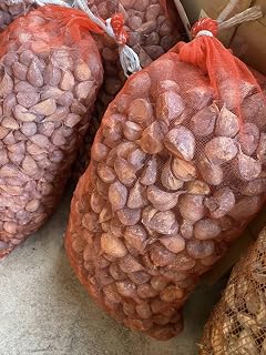 青森県 にんにくの種10kg 大中サイズ消毒済み 園芸用品