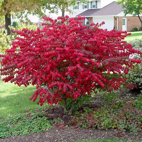 10 Dwarf Burning Bush Plants, Burning Bush Shrub Live Plants 4 To 8 Inc Tall For Growing No Ship Ny, Nh, Ma, Vt #TOP2
