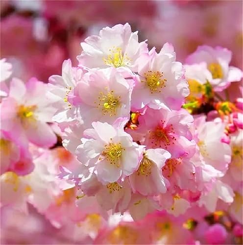 Miniatura 3 de Semillas de flor de cerezo con flores japonesas, 20 unidades