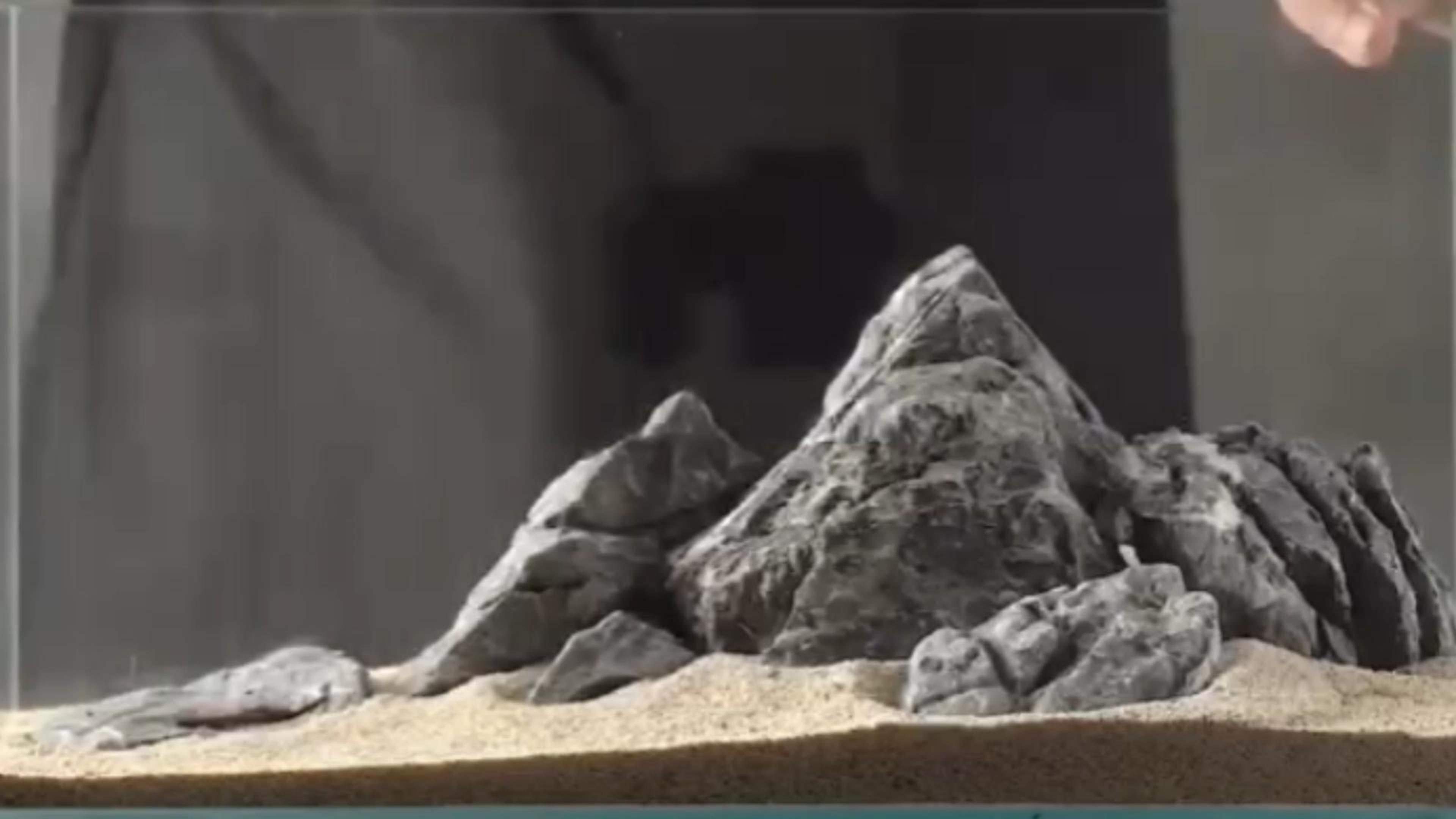Amazon.com : Unocho Aquarium Rocks Seiryu Rock Stone 11LB