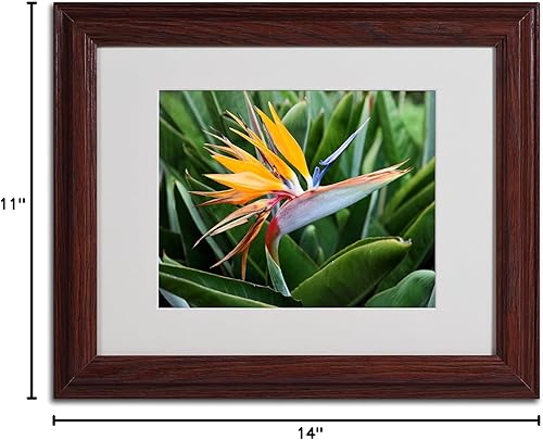 Miniatura 8 de Trademark Fine Art Bird of Paradise por Pierre Leclerc - Lienzo decorativo para pared, marco de madera, 16 x 20 pulgadas