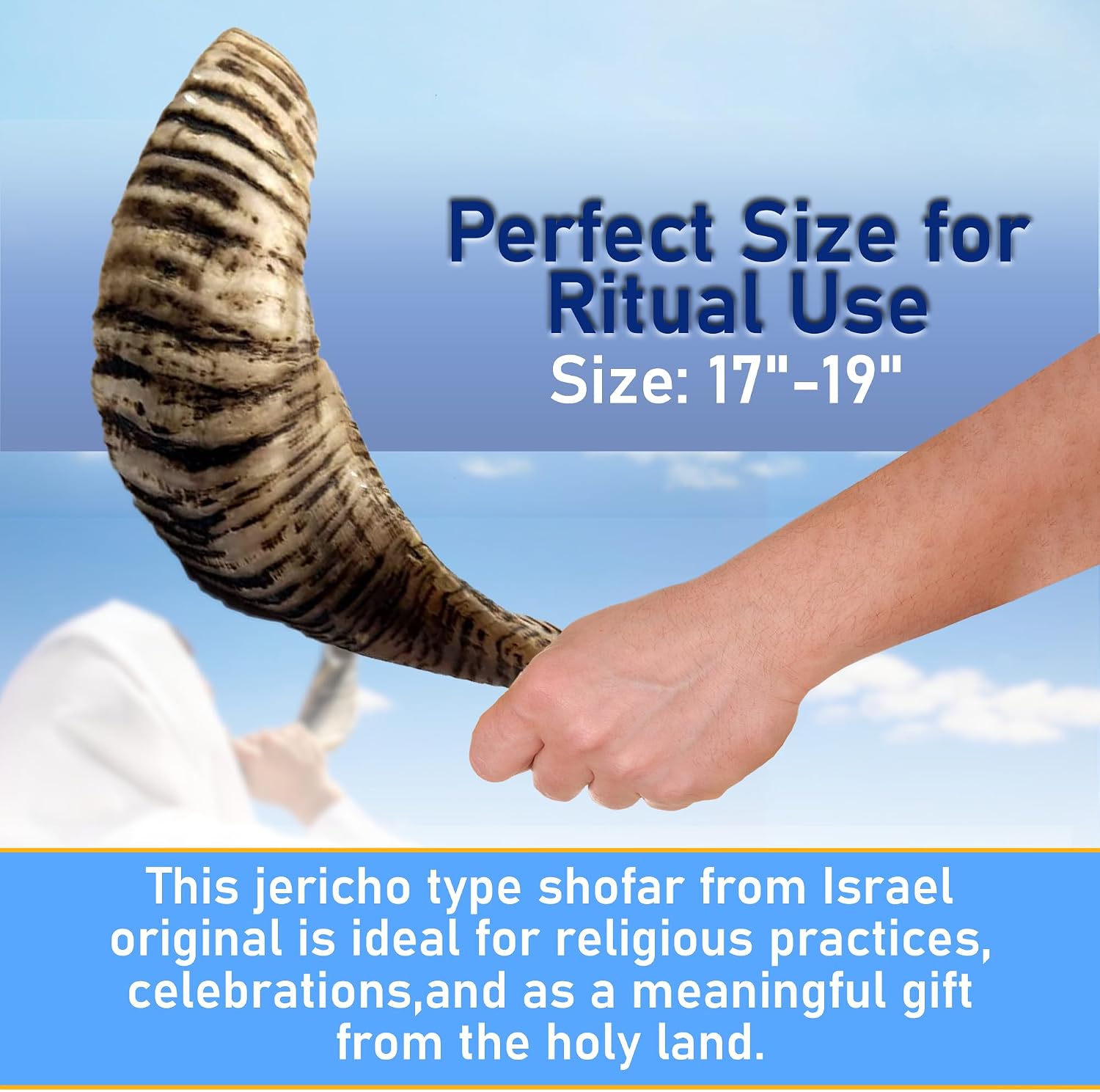 Kosher Rams Horn Shofar 17"-19" Half-Polished | Authentic Shofar Horn Jericho Type | Jewish Ram Horn Blowing Horn from Israel
