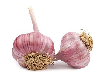 Fresh Red Chesnok Purple Garlic For Planting and Eating by RawJoy Farms - 4 Bulbs