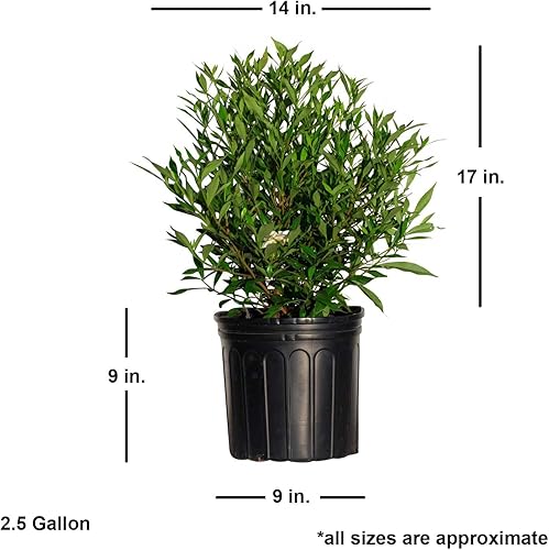 Miniatura 5 de Gardenia a prueba de heladas (2.5 galones) arbusto de hoja perenne con follaje verde brillante y flores fragantes blancas - Planta de exterior viva