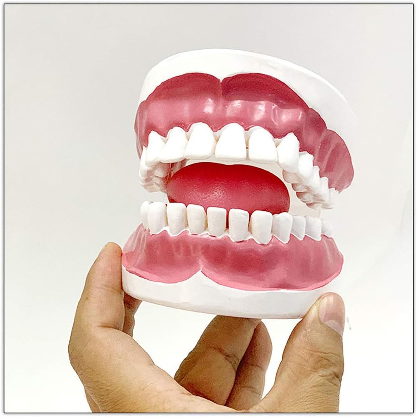 Modello dimostrativo dentale, cavità orale umana con gengive e denti interdentali, per l'educazione medica e la formazione odontoiatrica