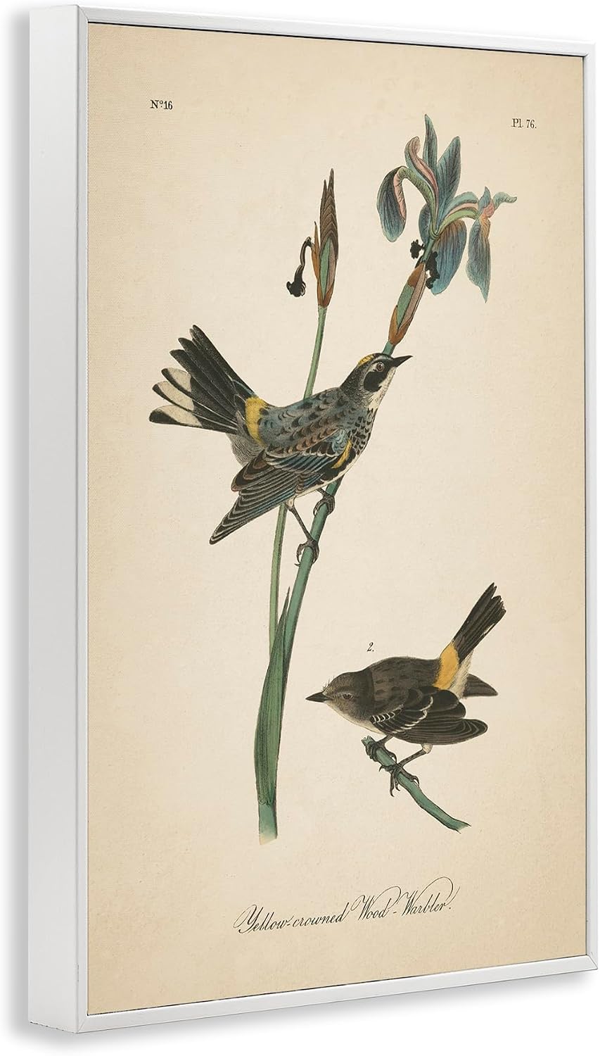 'Vintage Warbler Study'| Framed Giclee Art