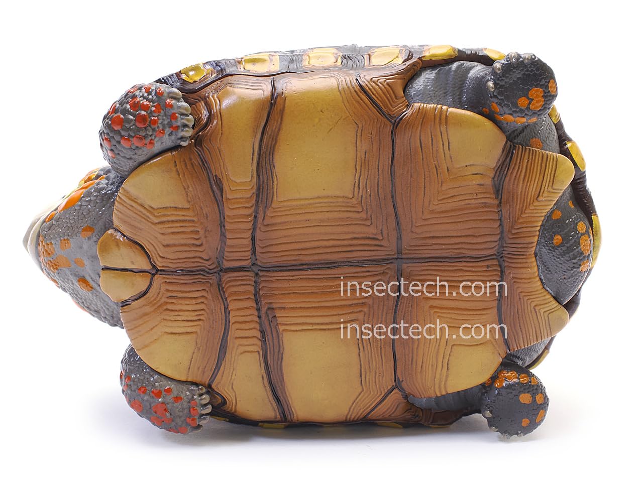 Amazon.co.jp: 【動物の惑星】アカアシガメ フィギュア完成品