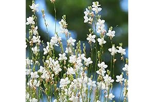 Gaura Plants: Vibrant Beauties for the Garden