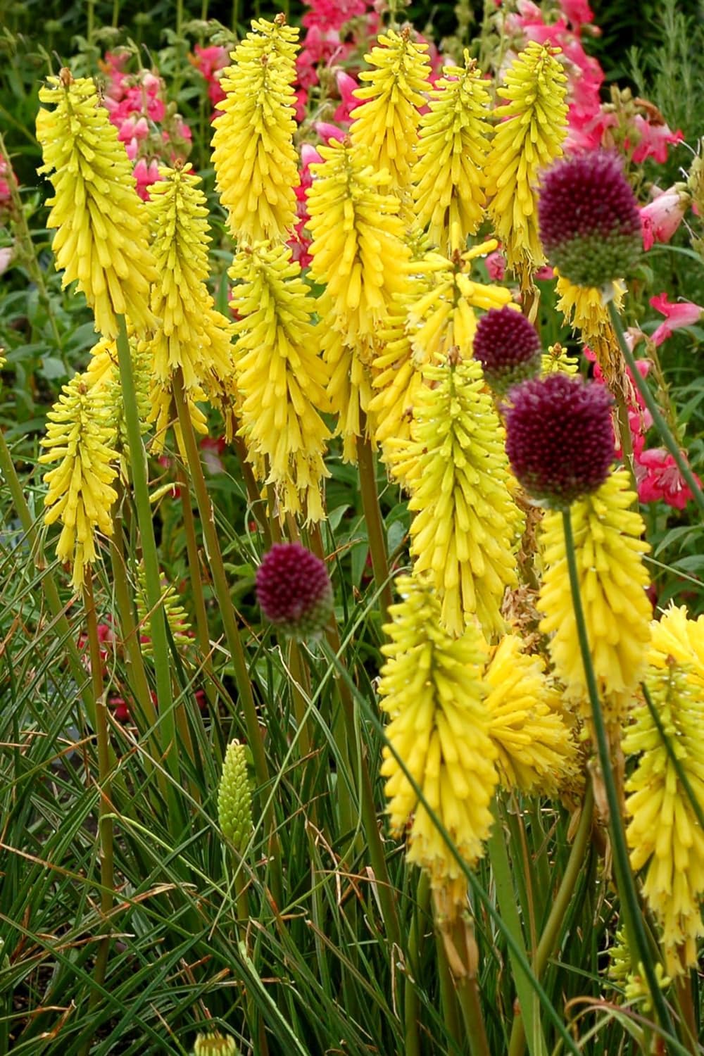 Stauden Gänge 5 x Kniphofia 'Lemon Popsicle' Fackellilie Gelb winterhart | Fackellilie – winterharte Staude & Dauerblüher für sonnige Beete, mehrjährig, bienenfreundlich, 1 L Topf (11x11 cm)