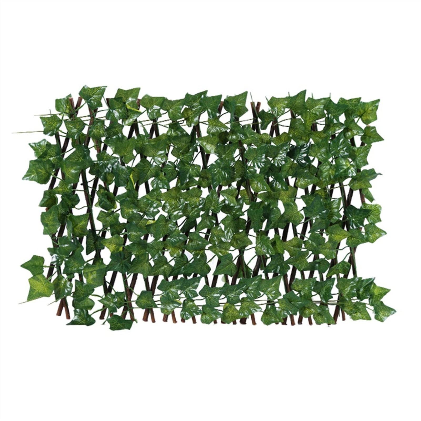 fagus buche Hnge-Buche - Fagus sylvatica Pendula