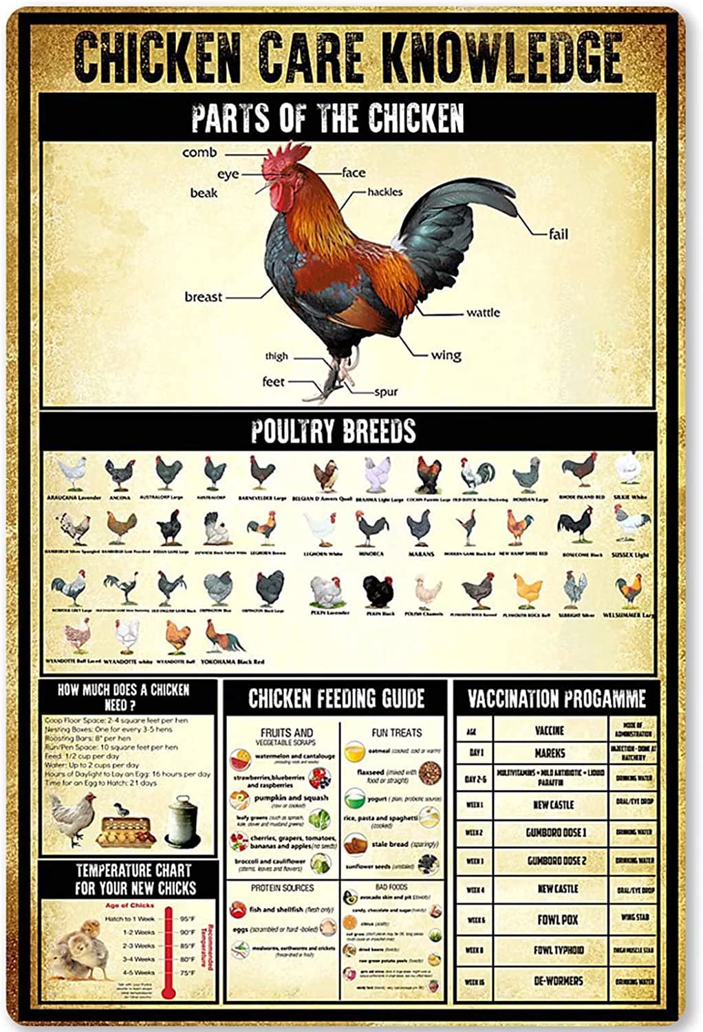 rayprint Poultry Infographic Retro Plaques Chicken Care Knowledge Metal Tin Signs Chicken Farmer Study Guide Posters Home Farmhouse Chicken Coop Wall Hanging Decor 12x16Inches