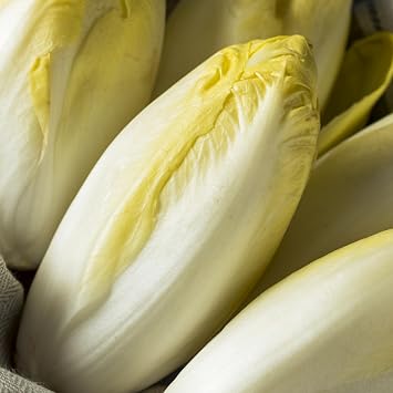 PREMIER SEEDS DIRECT - Chicory - DI Bruxelles - 5 GRAM  Approx 3400 Seeds