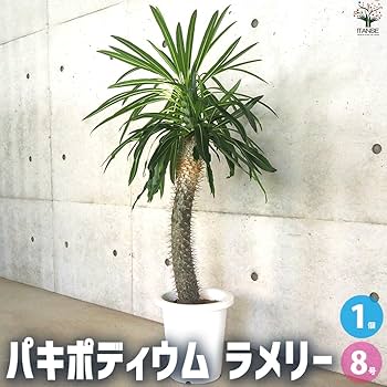 【デカい！】パキポディウム ラメリー 【存在感抜群】３０cm鉢ごと発送 楽天市場】【コーデックス】 パキポディウム（ラメリー） 1鉢 8