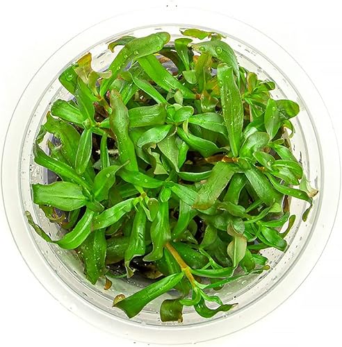 Ammannia Gracillis - Planta de acuario vivo acuático - 100% libre de caracoles in Vitro Cup (Ammannia Gracillis)