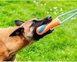 C'est bon ! Ultra Jouet pour chien de tug,Orange,Moyen