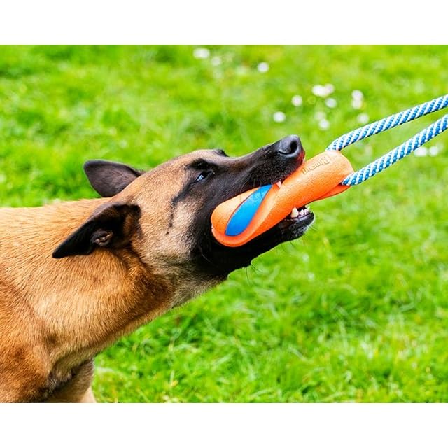 Foto 5 de 5 de Chuckit! Cuerda de Juguete para Perros de Ultra Parachoques y Juguete de Goma para Tirar de la Guerra…