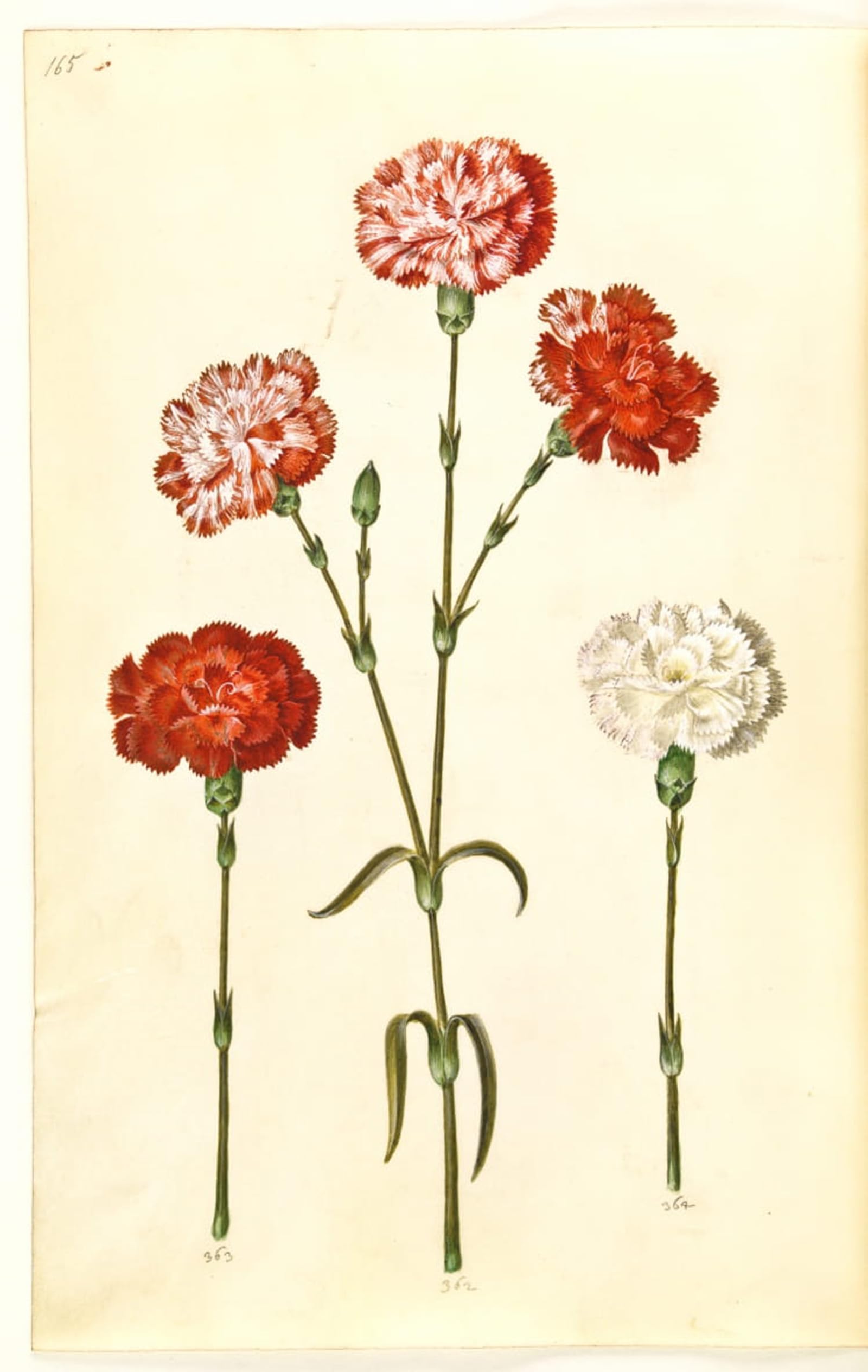 ARTXLXXBN Famous Print Painting Colorful Art Print Dianthus Caryophyllus by Hans Simon Holtzbecker Canvas Art Decorations for Home Decor 60x90cm