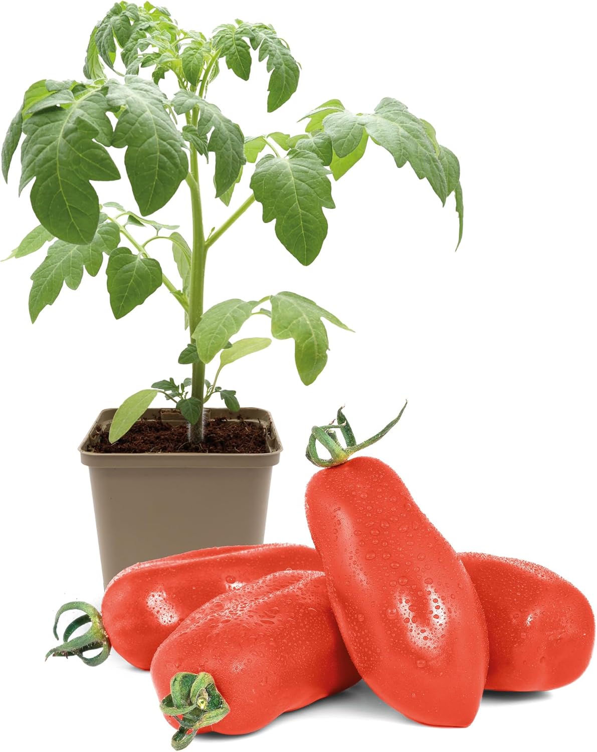 FLORTUS Flaschentomatenpflanze San Marzano 1 Pflanze Tomaten