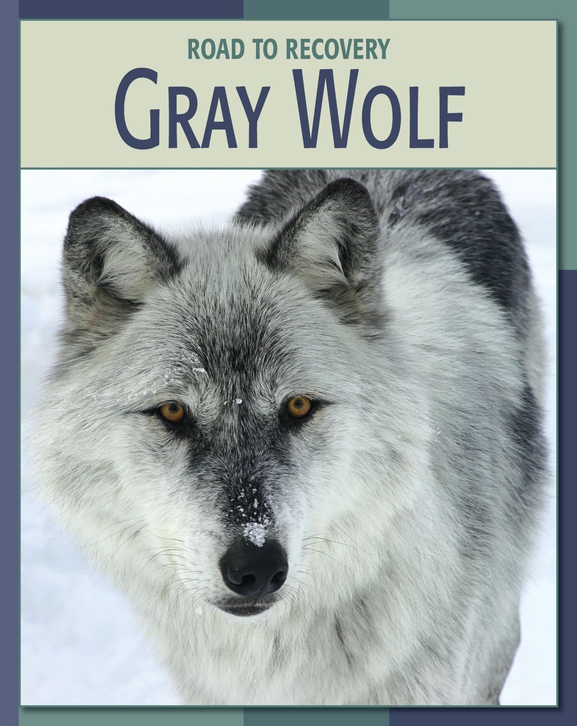 Gray Wolf (21st Century Skills Library: Road to Recovery): Somervill ...