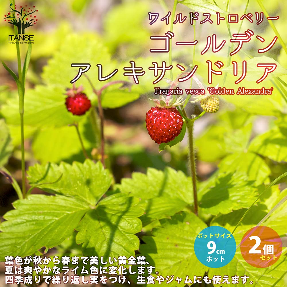 Amazon.co.jp: ITANSE ワイルドストロベリー ゴールデン