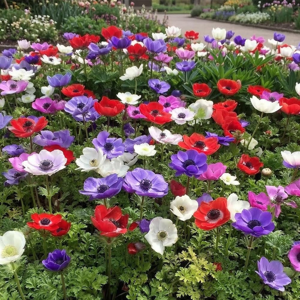 25 x Anemone De Caen Mixed – Colourful & Vibrant Mix of Blooms – Perennial – Summer Flowering Bulbs – Stunning Carpet of Flowers – for Your Beautiful Garden