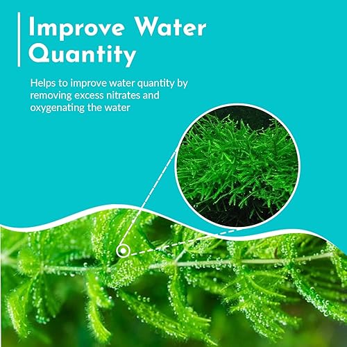Miniatura 5 de CANTON AQUATICS Live Aquarium 1 Hornwort - Excelente oxigenador - Planta fácil de mantener - Eliminación del exceso de nitratos - Promueve la alta