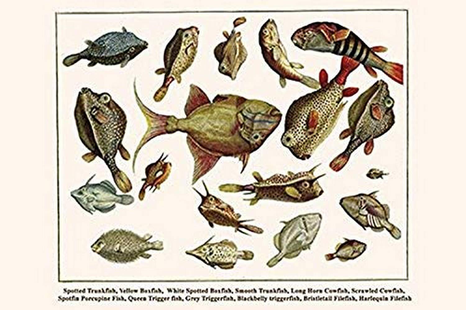 Buyenlarge 0-587-29799-9-C4466 "Spotted Trunkfish, Yellow Boxfish, White Spotted Boxfish, Smooth Trunkfish, Long Horn Cowfish" Gallery Wrapped Canvas Print, 44" x 66"