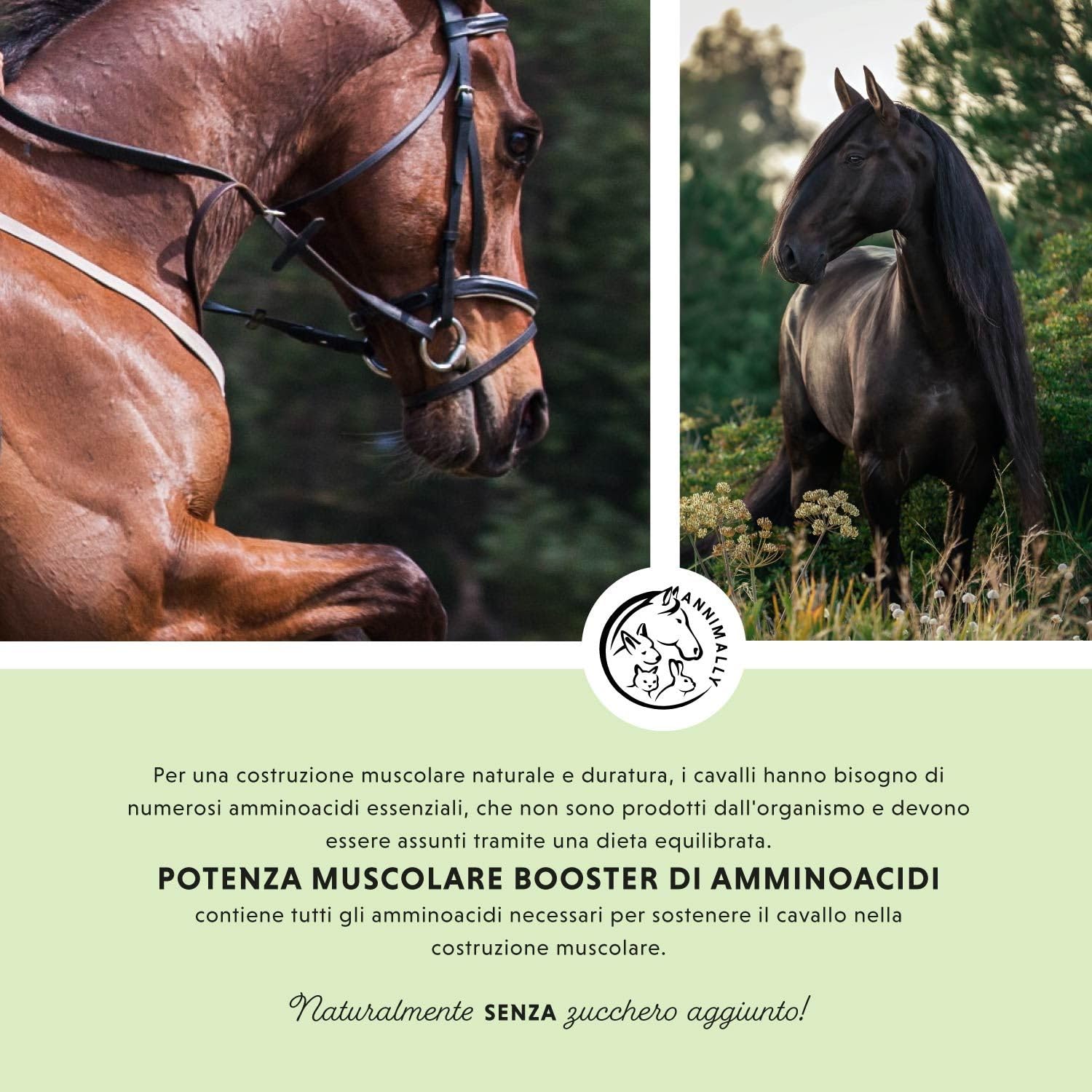 Polvere per lo sviluppo muscolare per cavalli da 700g con proteine della soia, lisina, carnitina, treonina, metionina - Integratore aminoacidico per il rafforzamento della muscolatura nei cavalli