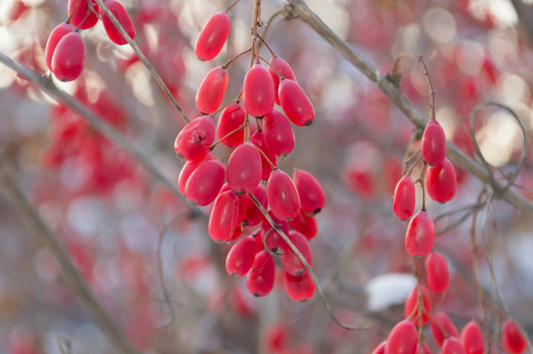 Berberina HCL REBERSA (Berberis aristata) - 500 mg por dosis diaria - Vegano - Sin estearato de magnesio - 300 cápsulas vege KENAY EUROPE