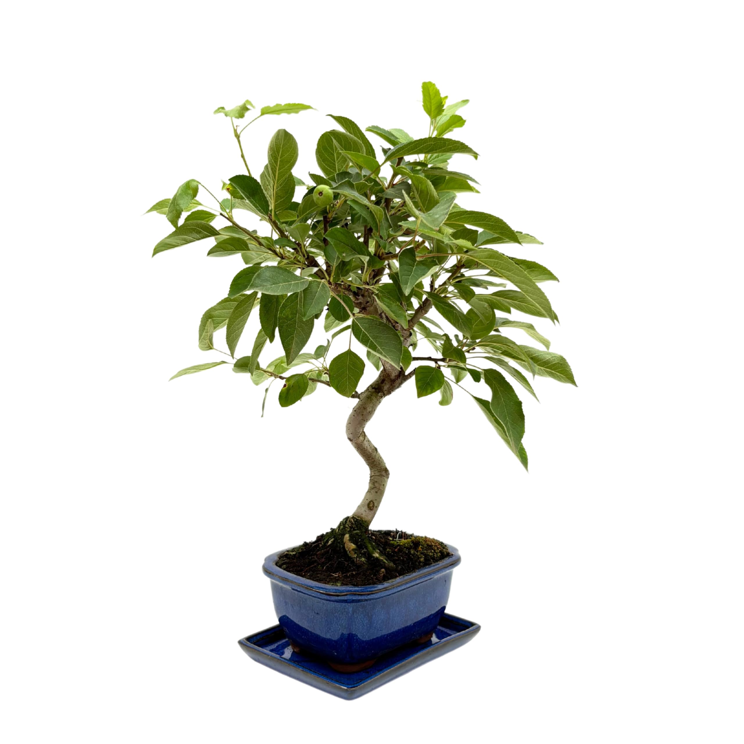 Bonsai Melo 8 Anni in Vaso di Ceramica con Sottovaso | Pianta Vera Fruttifera da Interno ed Esterno | Fioritura Primaverile e Piccoli Frutti Decorativi | Facile da Curare