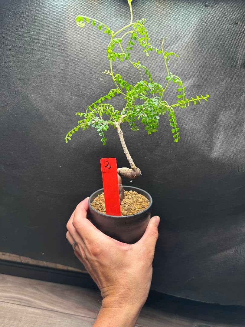 Amazon｜オペルクリカリア パキプス 実生3年株 観葉植物｜観葉植物