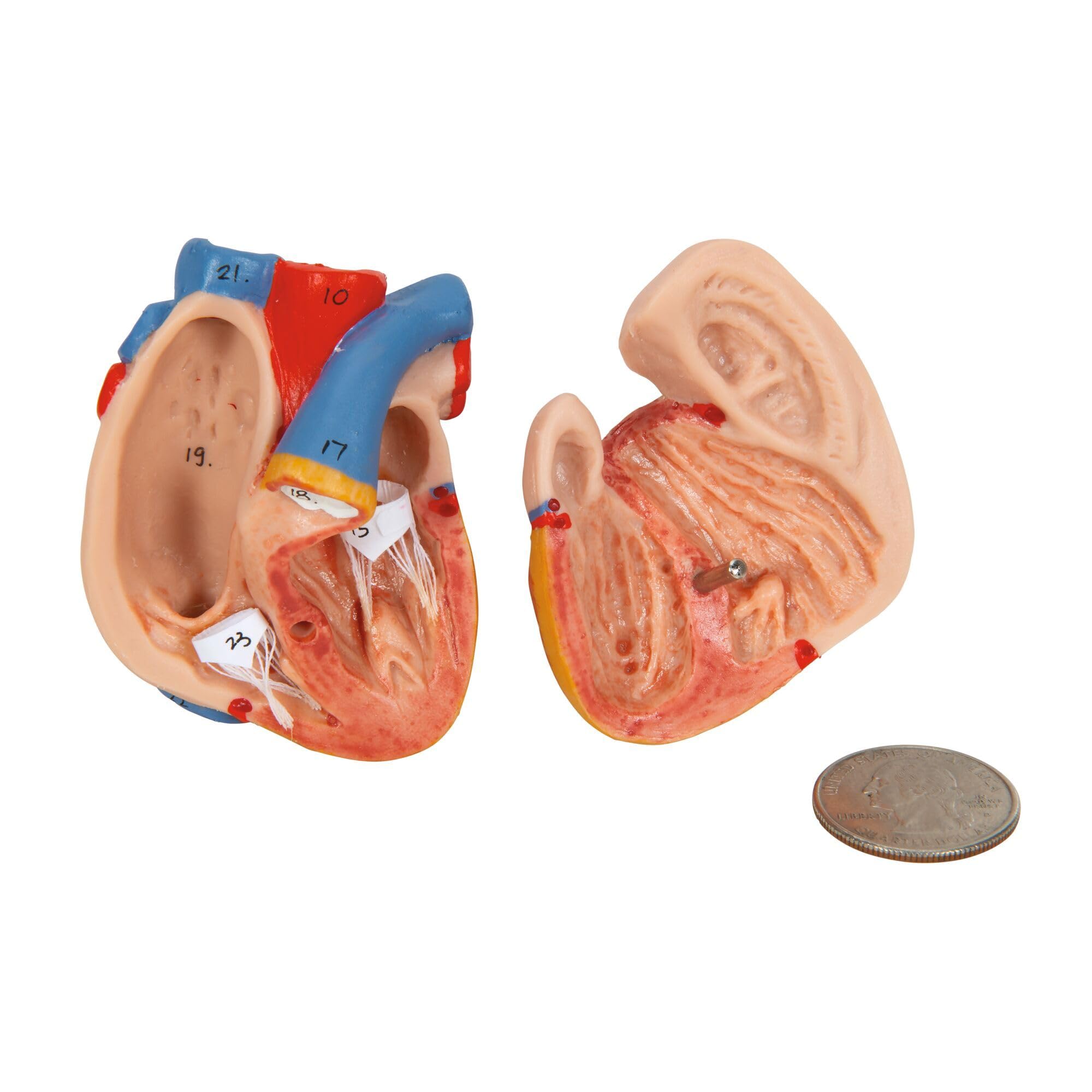 3B Scientific B22 Mini Torso, in 12 Parti + software gratuito di anatomia - 3B Smart Anatomy