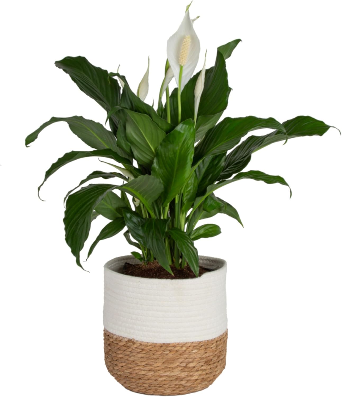 Costa Farms Peace Lily, Spathiphyllum Live Indoor Plant, 24-Inches Tall, Spring Decor, Giftable Plant Item, in White Decor Planter