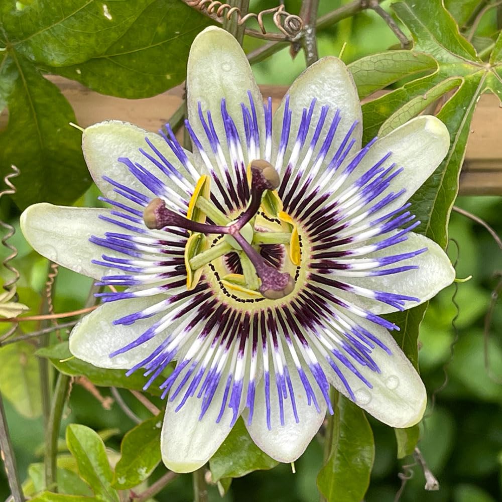 Passion Flower Seeds – RHS Award of Garden Merit – Fast Growing, Exotic Flower – Half Hardy Perennial – for Your Beautiful Garden