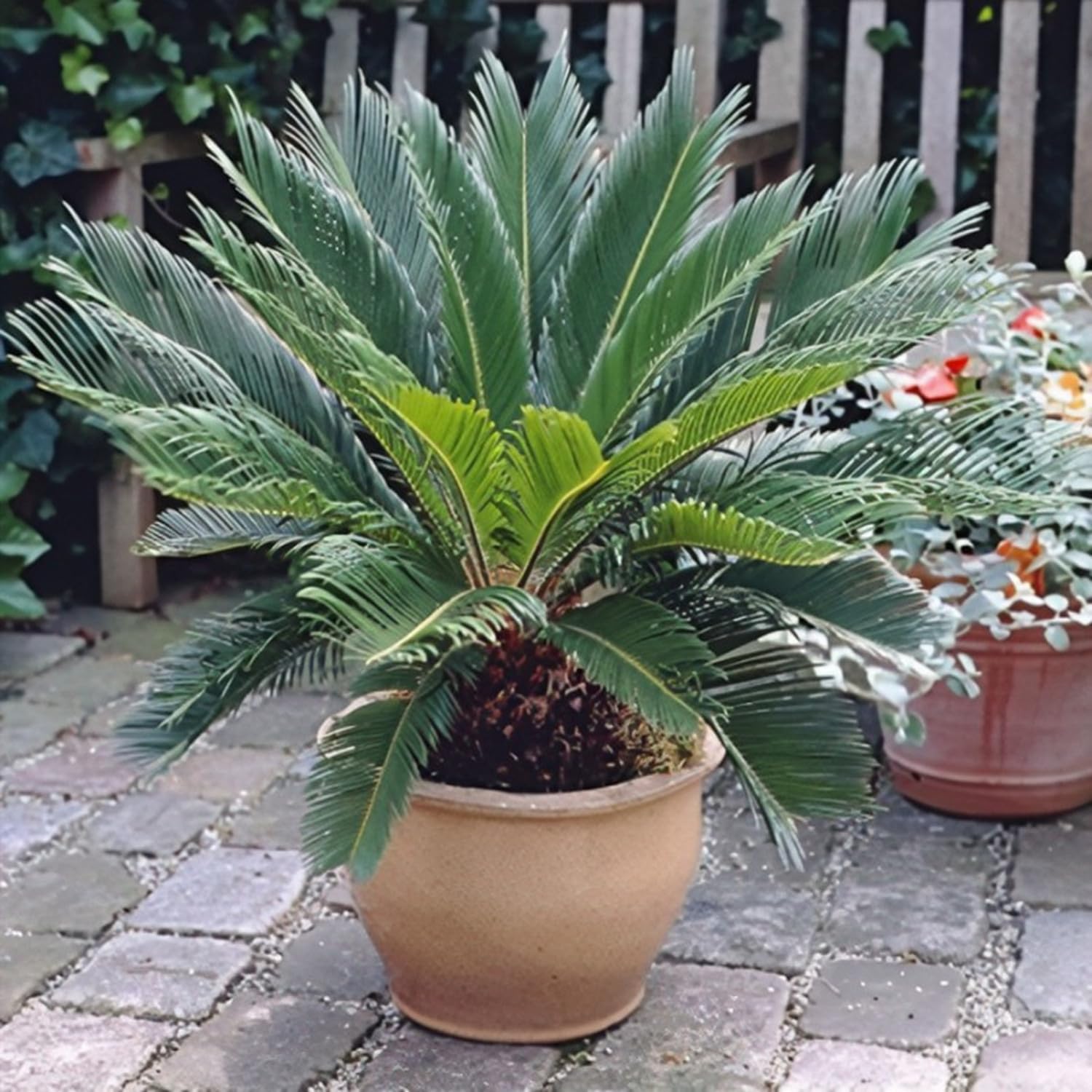 Porte Escultórico y Armónico- Frondas Elegantes y Perennes -Ideal para Climas Cálidos-Bulbos de Cicas-5 bulbos