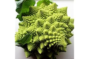Broccoli Romanesco 50 Seeds per Packet - Rare & Unique: A Beginner's...
