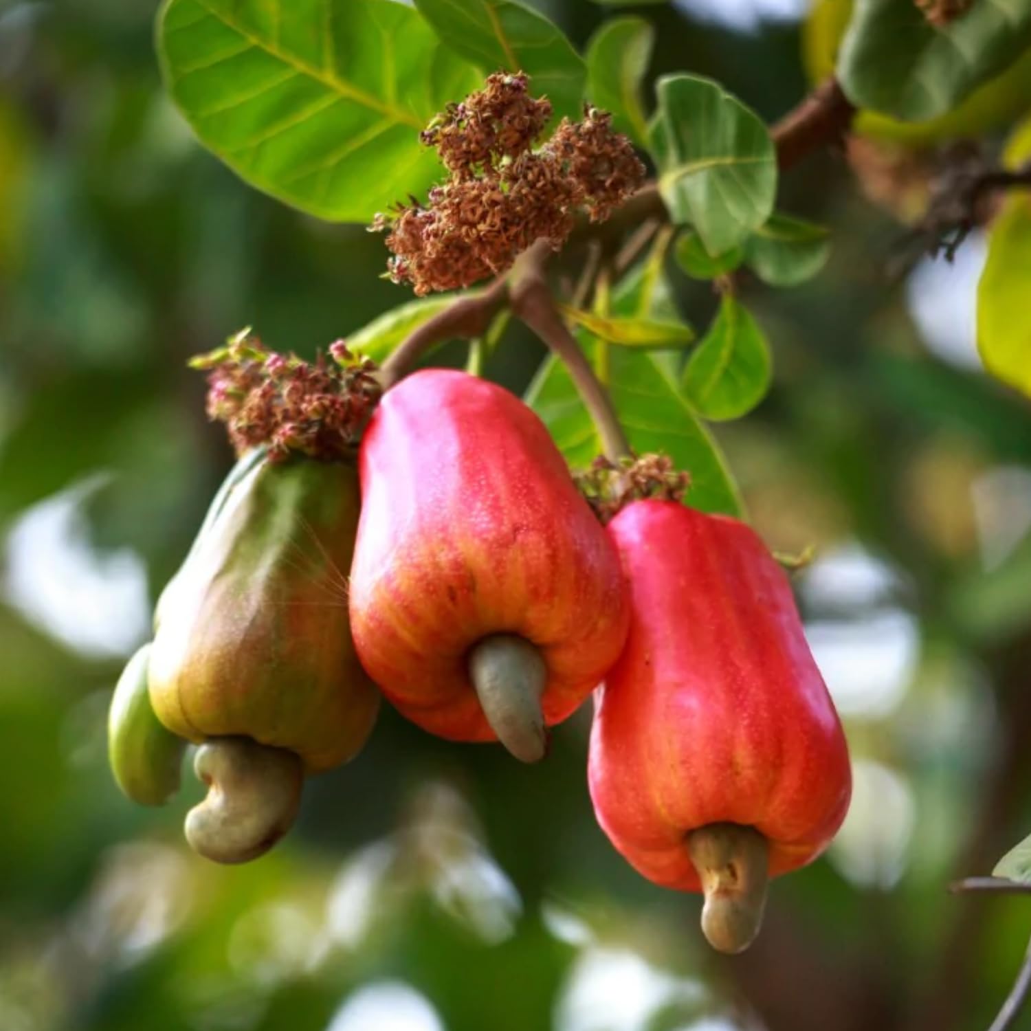 See full amazon price history chart for Hug A Plant | Cashew Nut Plant/Kaju Plant (Grafted) (Anacardium occidentale) Fruit Live Plant (Home & Garden) Hug A Plant | Cashew Nut Plant/Kaju Plant (Grafted) (Anacardium occidentale) Fruit Live Plant (Home & Garden) (B0C94K9GCY) Amazon Price History, Amazon Price Tracker