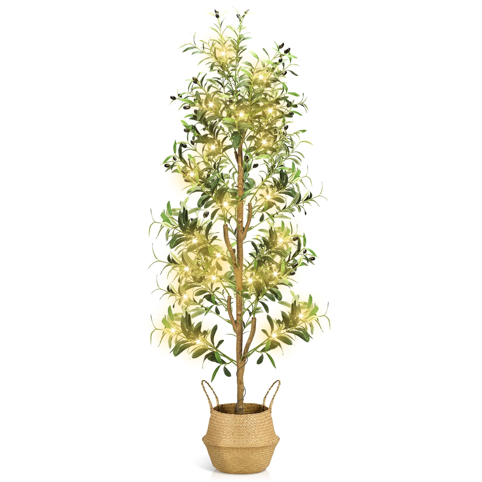 rhododendron hanceanum shamrock Buy Rhododendron Hanceanum Shamrock Online