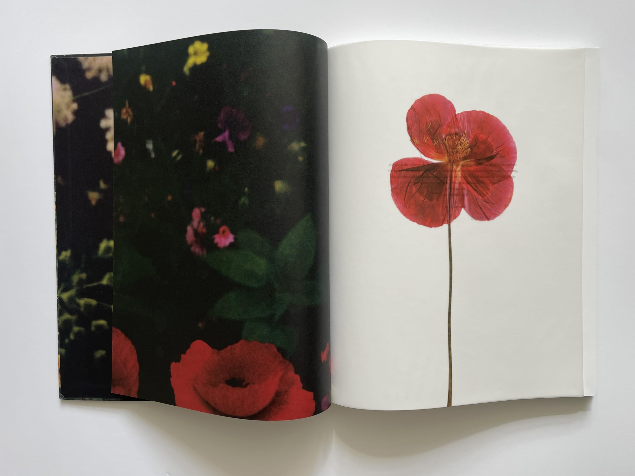 SiAn Davey: The Garden /anglais