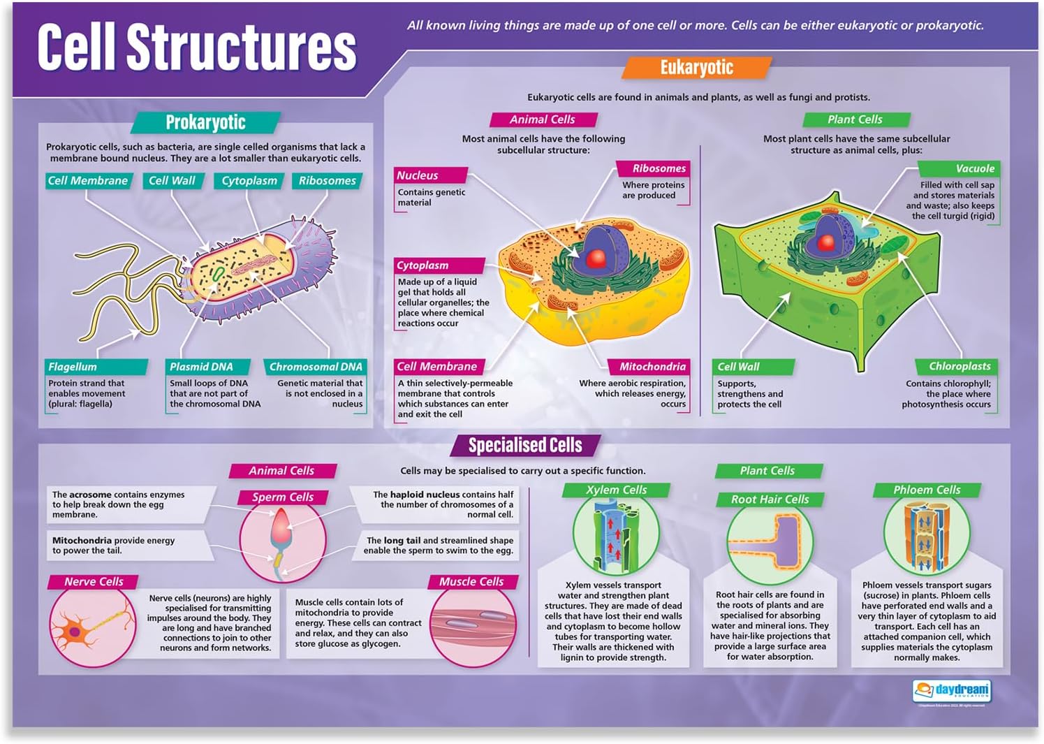 Daydream Education Cell Structures Classroom Poster - EXTRA LARGE - A1 (850mm x 594mm) - Gloss Paper - Science Secondary School Wall Charts